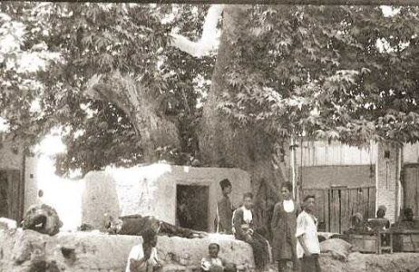 تهران قدیم| درختی که با دستور رضا شاه ریشه کن شد
