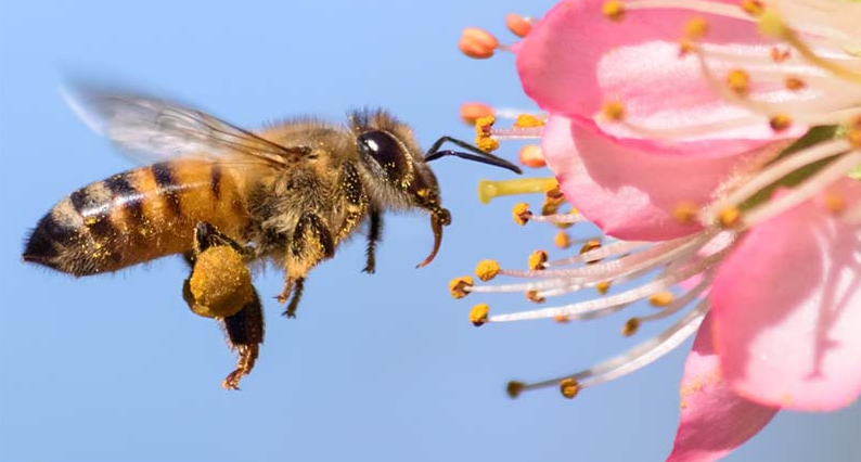 بررسی آداب اجتماعی انسان گونه در قلمرو حیوانات