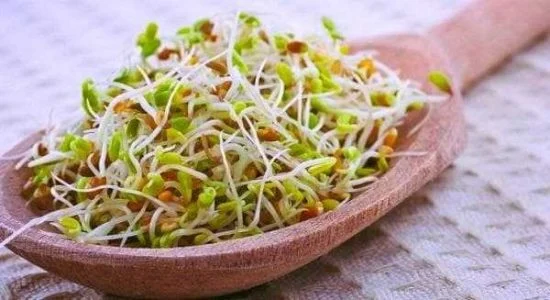 تعبیر خواب جوانه گندم چیست ؟