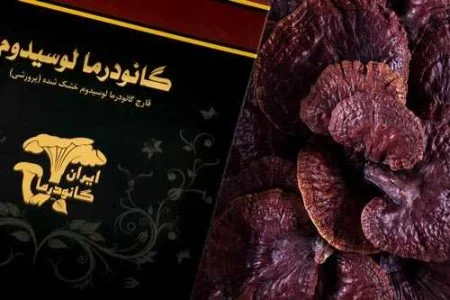 خرید گانودرما از مجله فیلوپ