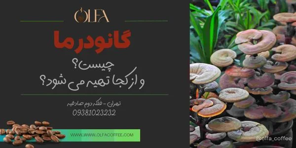 گانودرما چیست و از کجا تهیه کنیم