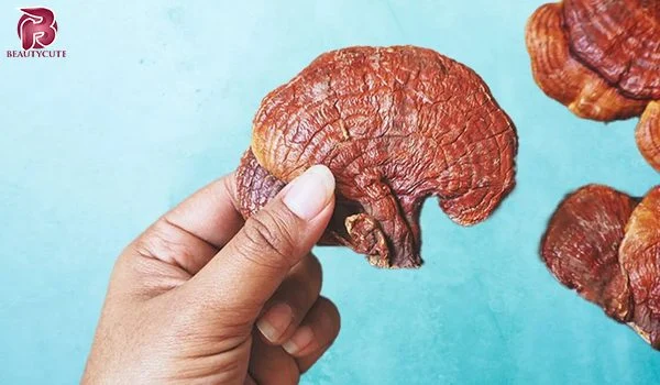 خواص و مضرات قارچ گانودرما در طب سنتی